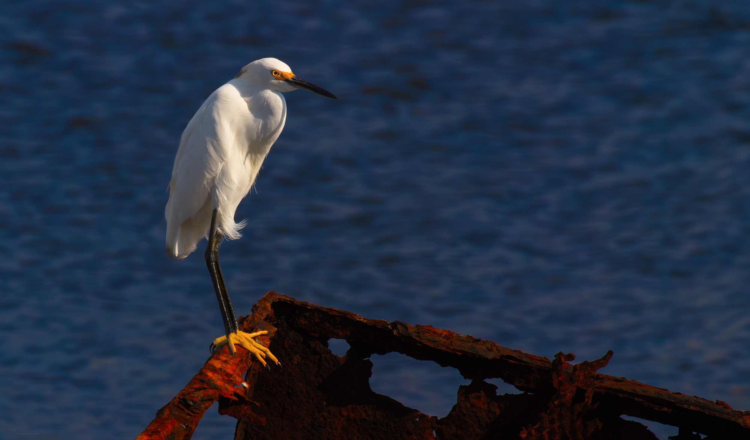   Snowy Egret 